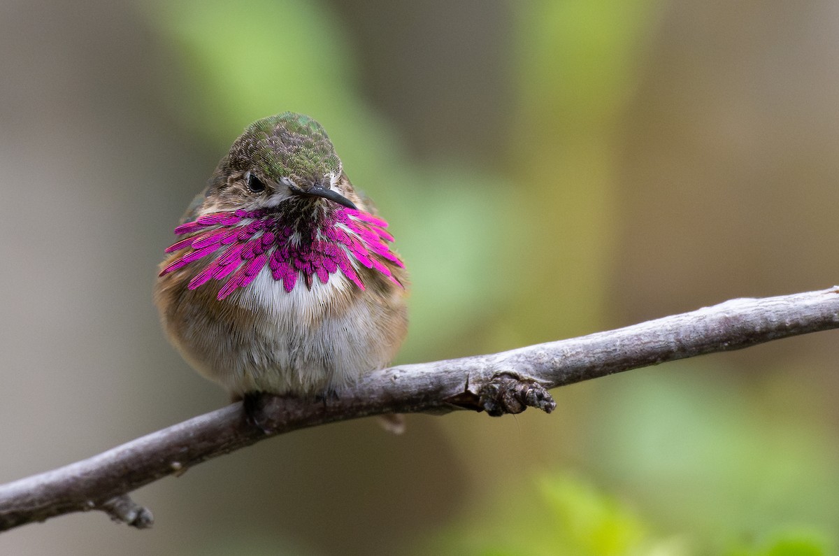 Calliope Hummingbird - ML575918681