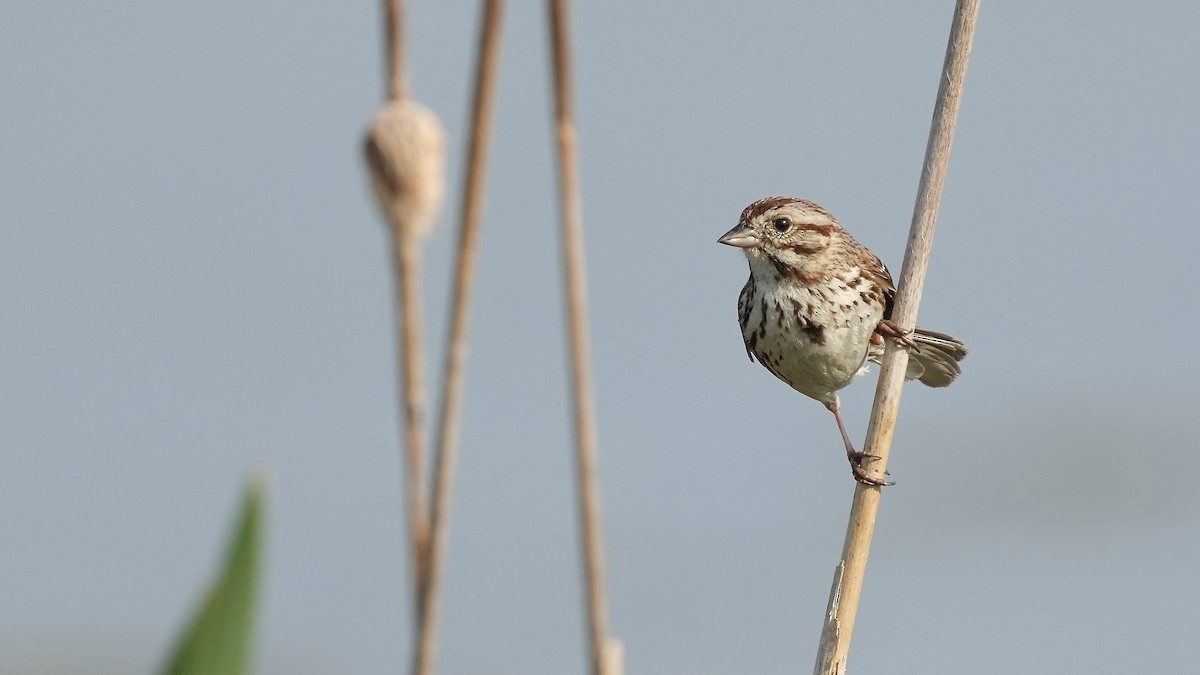 Song Sparrow - ML575920591