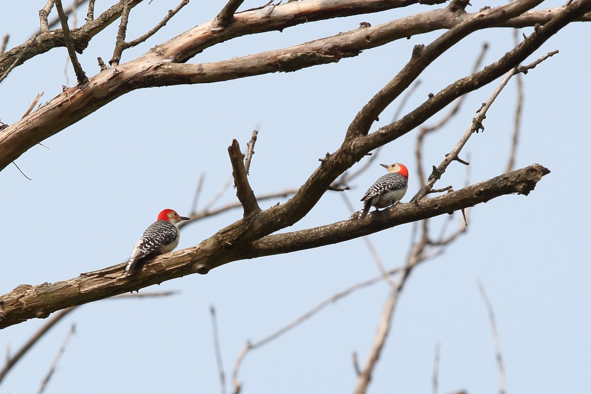 Red-bellied Woodpecker - ML575923511