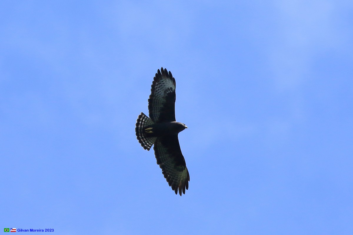 Short-tailed Hawk - ML575928761