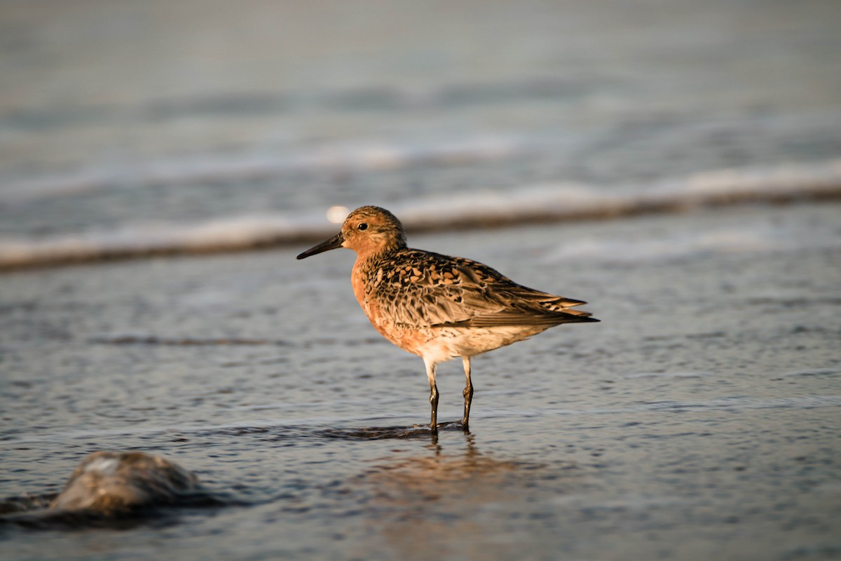 Red Knot - ML575930801