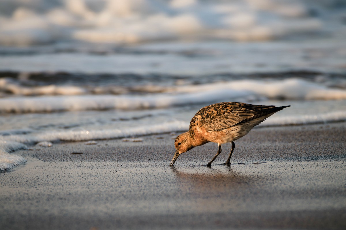 Red Knot - ML575930811