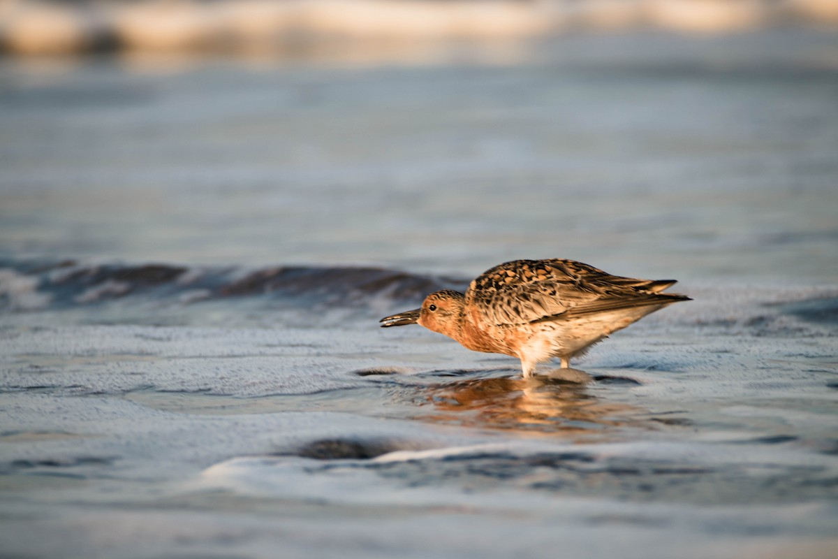 Red Knot - ML575930821