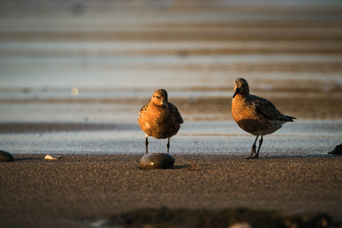 Red Knot - ML575930831