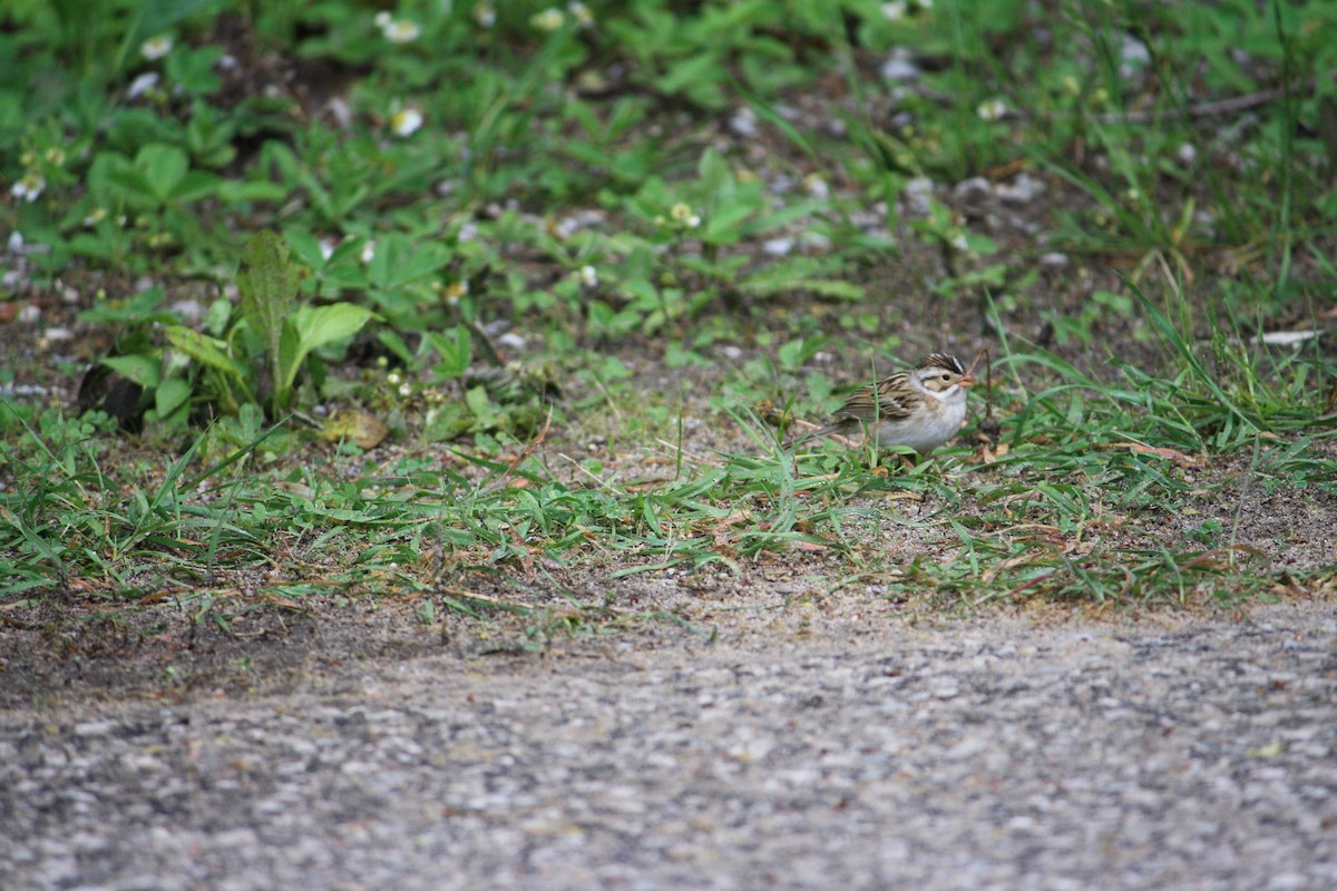 Clay-colored Sparrow - ML575938941