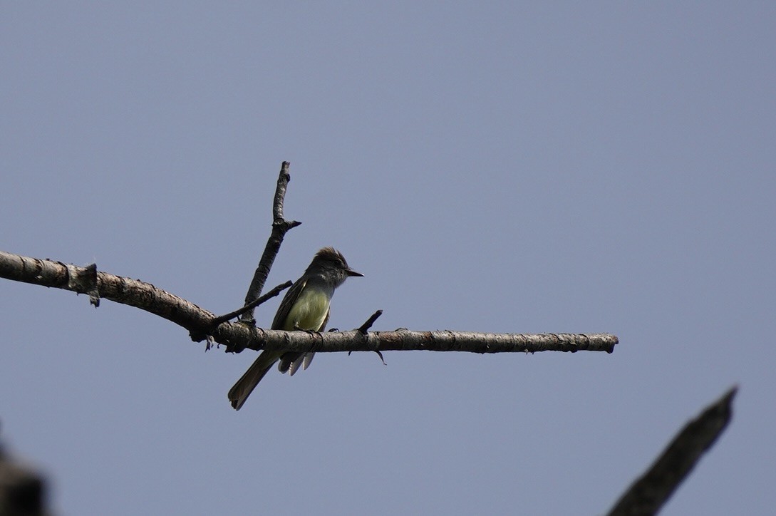 Great Crested Flycatcher - ML575939161