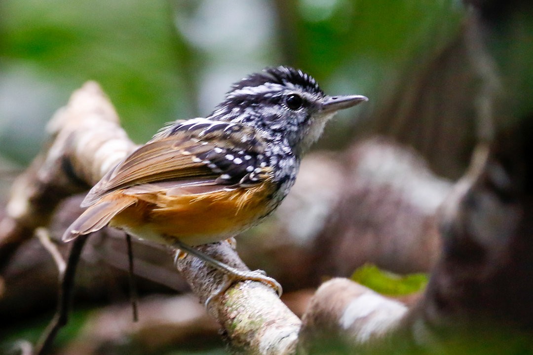 Rondonia Warbling-Antbird - ML575940501