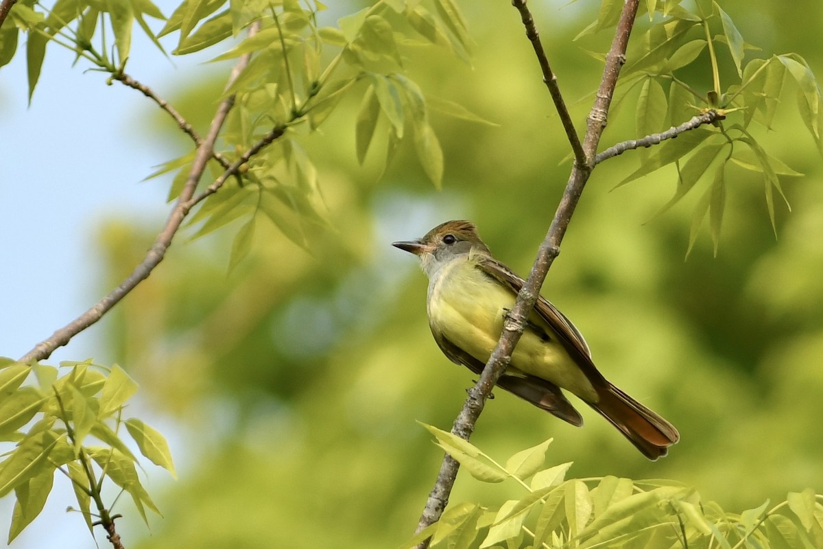 Great Crested Flycatcher - ML575940911