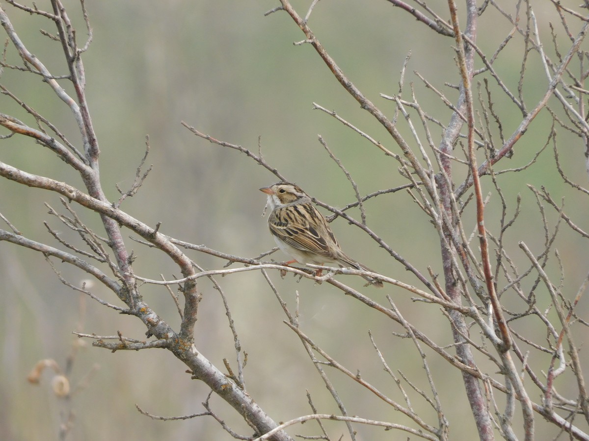 Clay-colored Sparrow - ML575941991