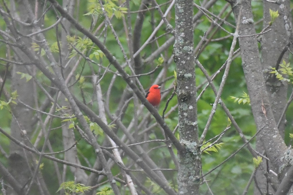 Scarlet Tanager - ML575945261