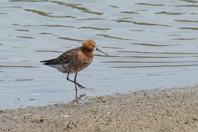 Curlew Sandpiper