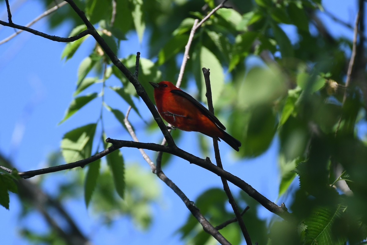 Scarlet Tanager - ML575950161