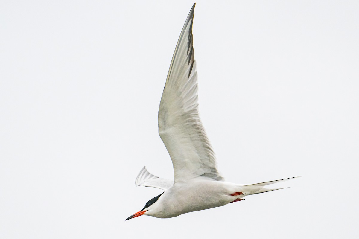 Common Tern - ML575950471