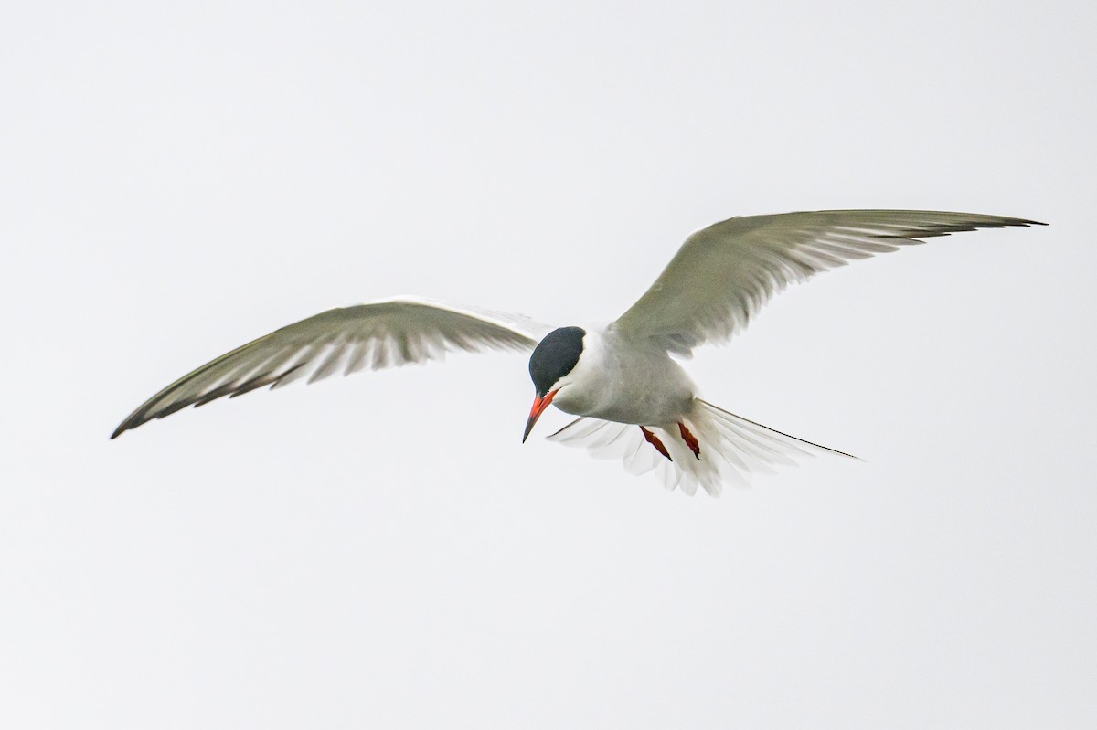 Common Tern - ML575950511