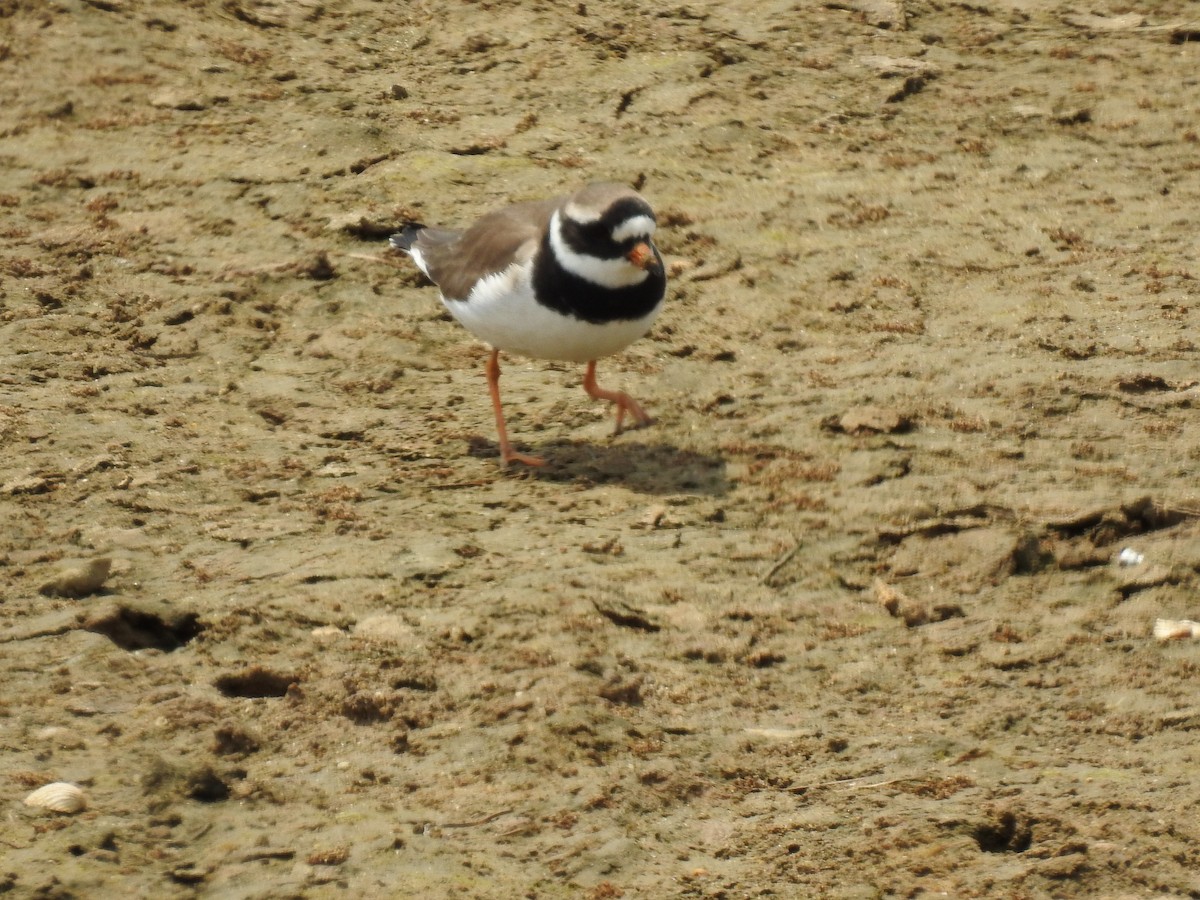 Common Ringed Plover - ML575952891