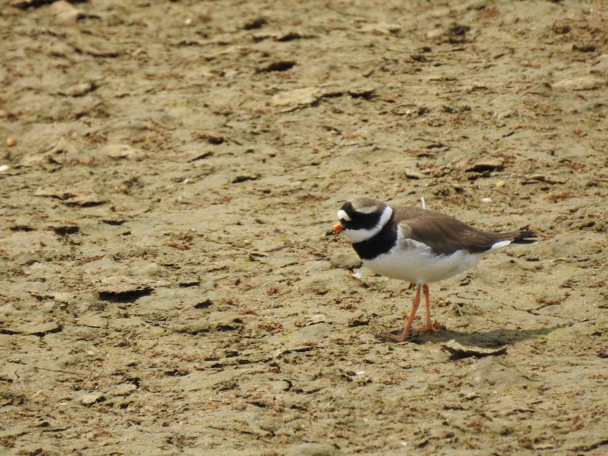 Common Ringed Plover - ML575952901