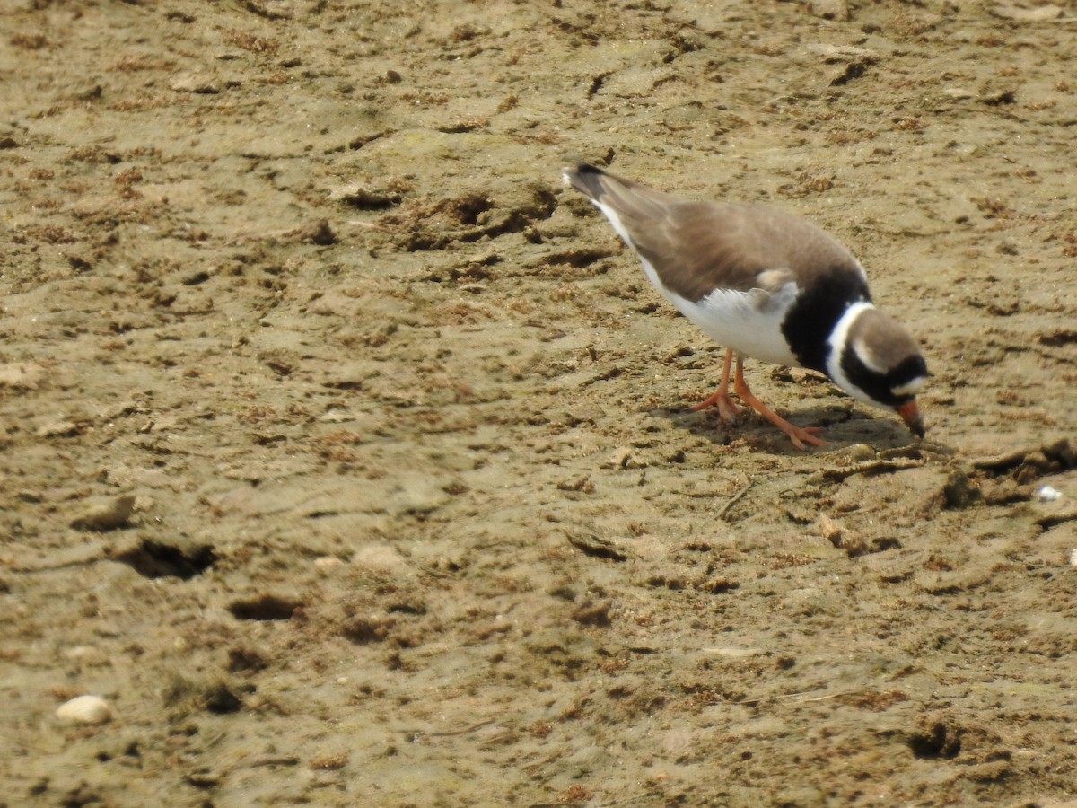 Common Ringed Plover - ML575952921