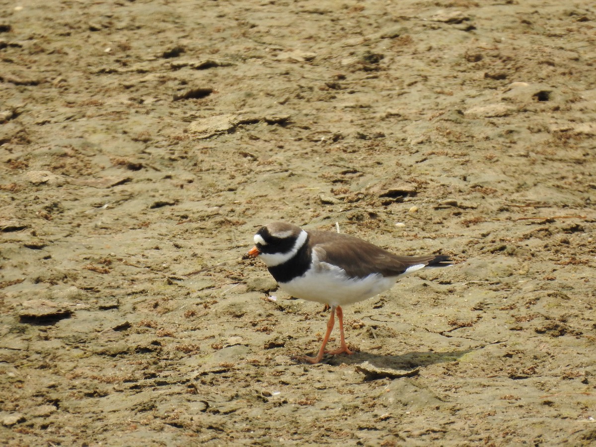 Common Ringed Plover - ML575952951