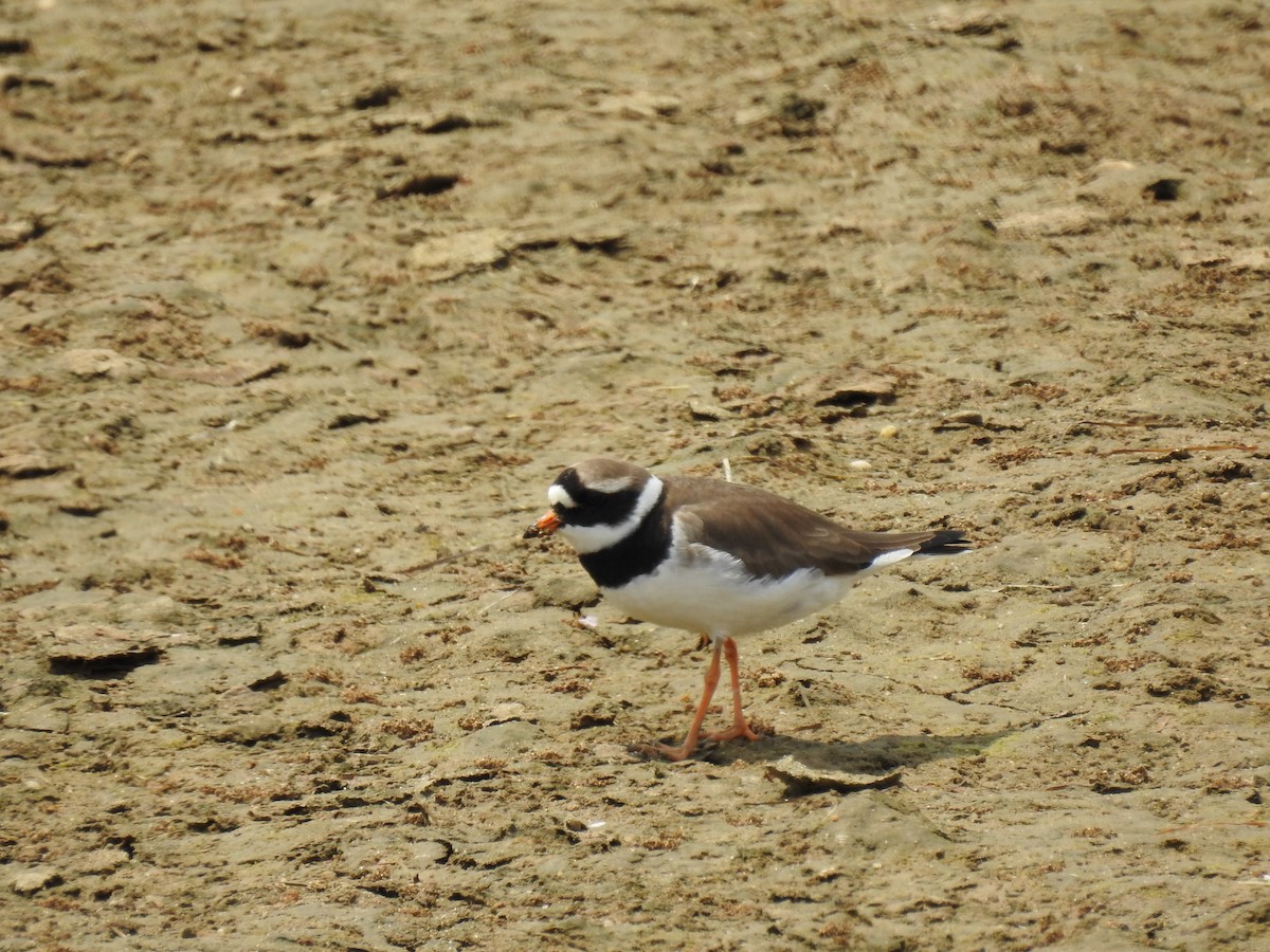 Common Ringed Plover - ML575952961