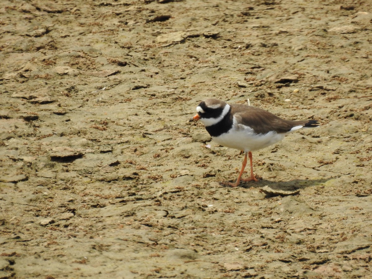 Common Ringed Plover - ML575952971