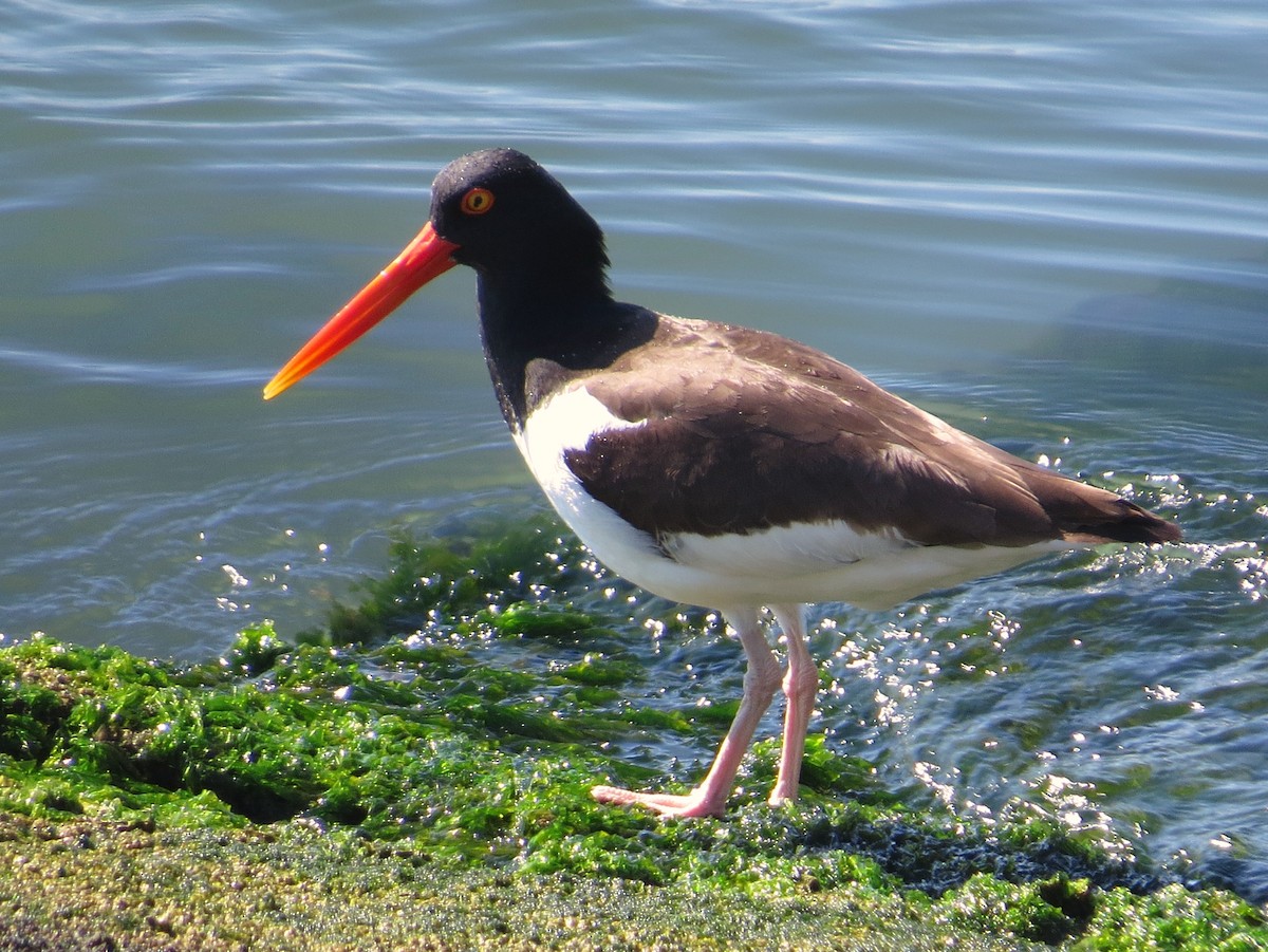 American Oystercatcher - Chris Anderson