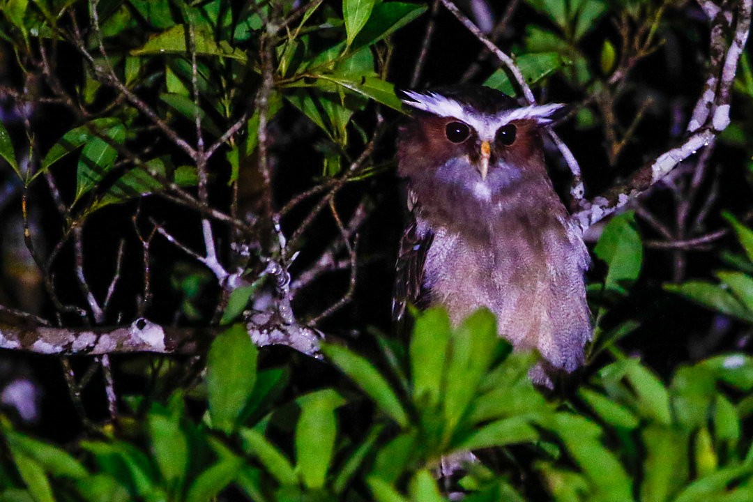Crested Owl - ML575954931
