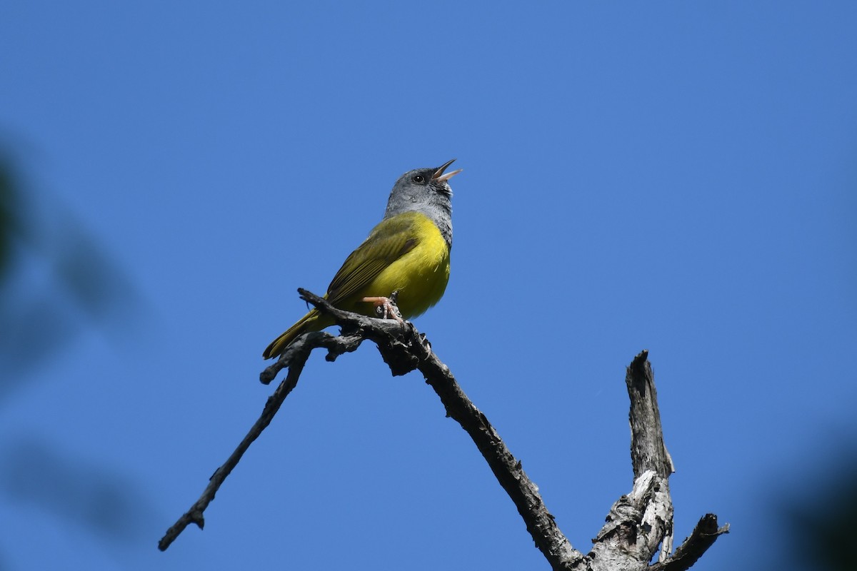Mourning Warbler - ML575955601