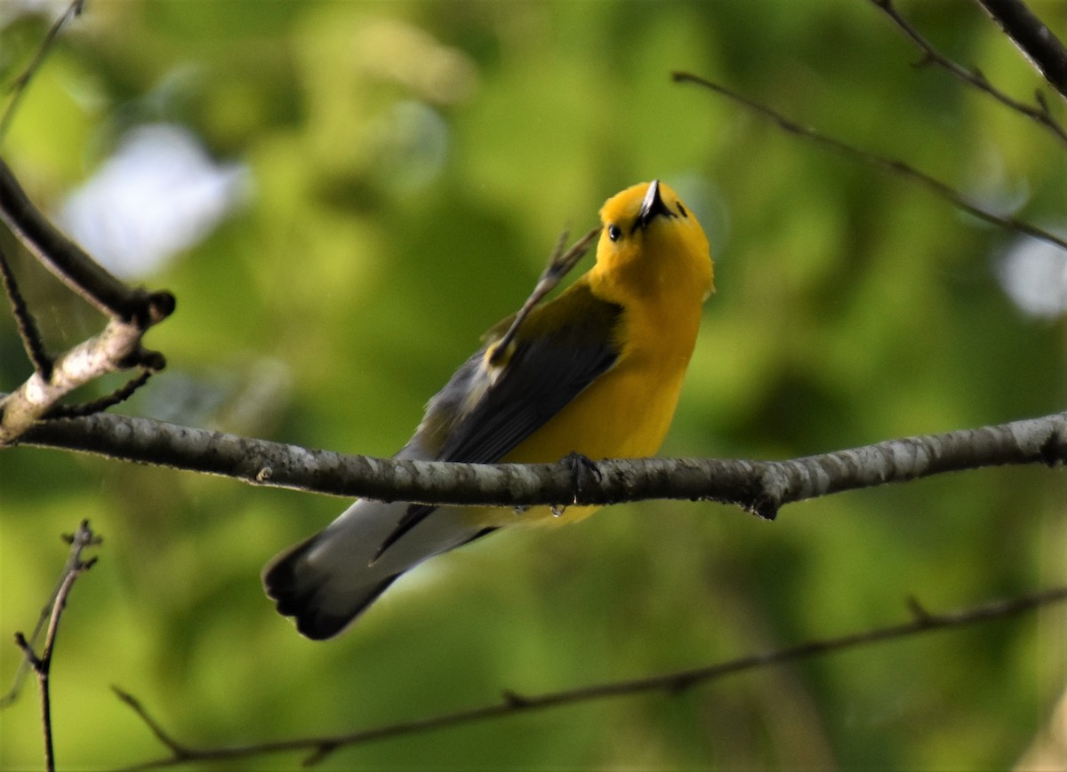 Prothonotary Warbler - ML575956331