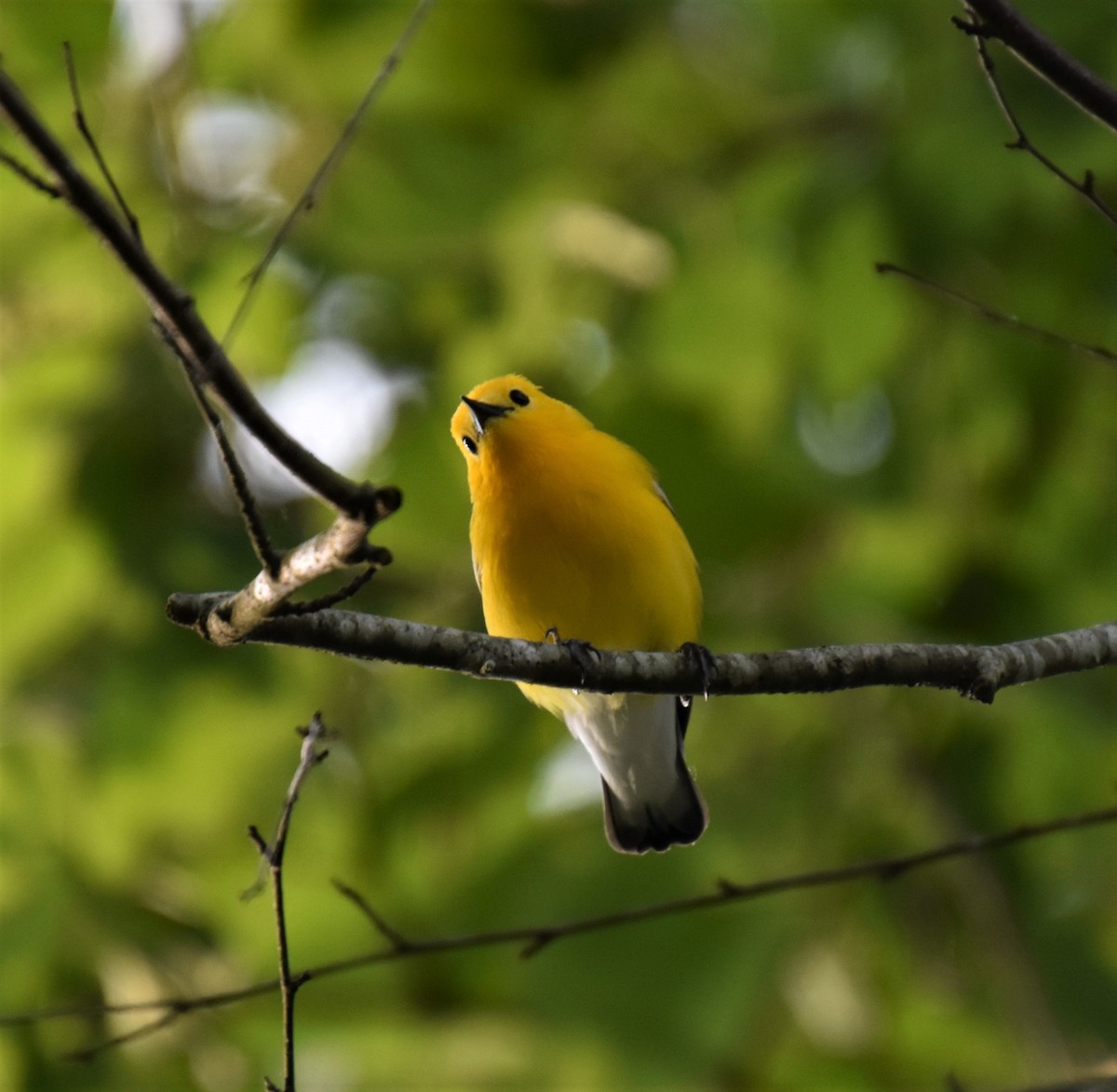 Prothonotary Warbler - ML575956341