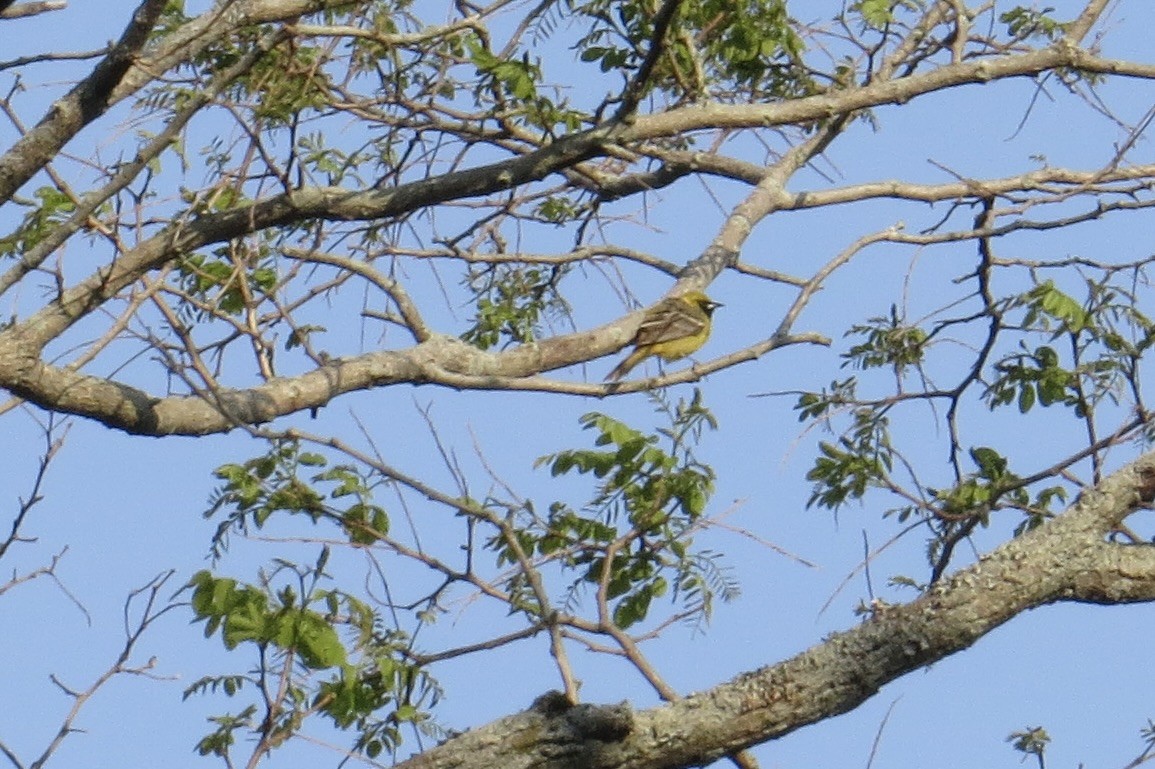 Orchard Oriole - ML575958191