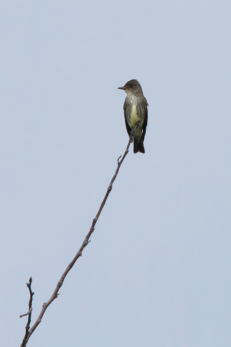 Olive-sided Flycatcher - Mike Cameron