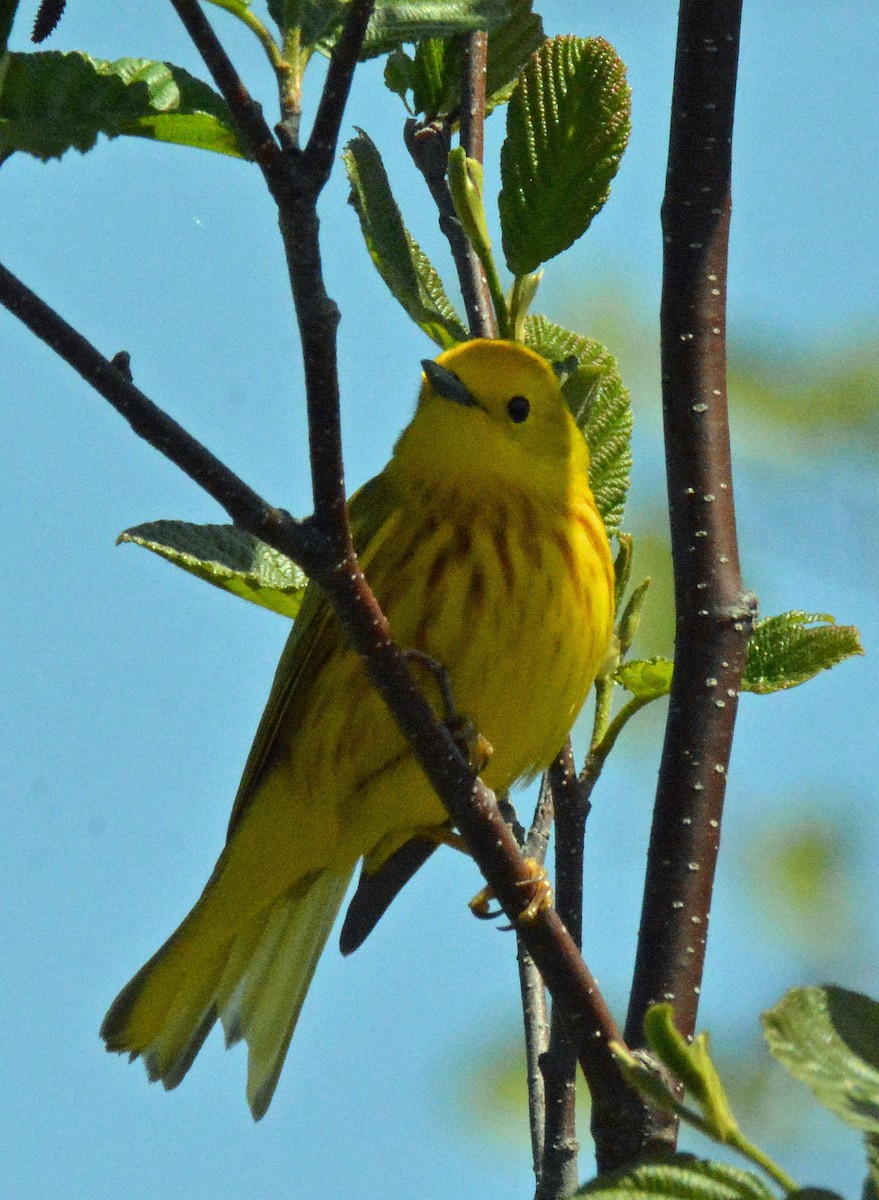 Yellow Warbler (Northern) - ML575962901