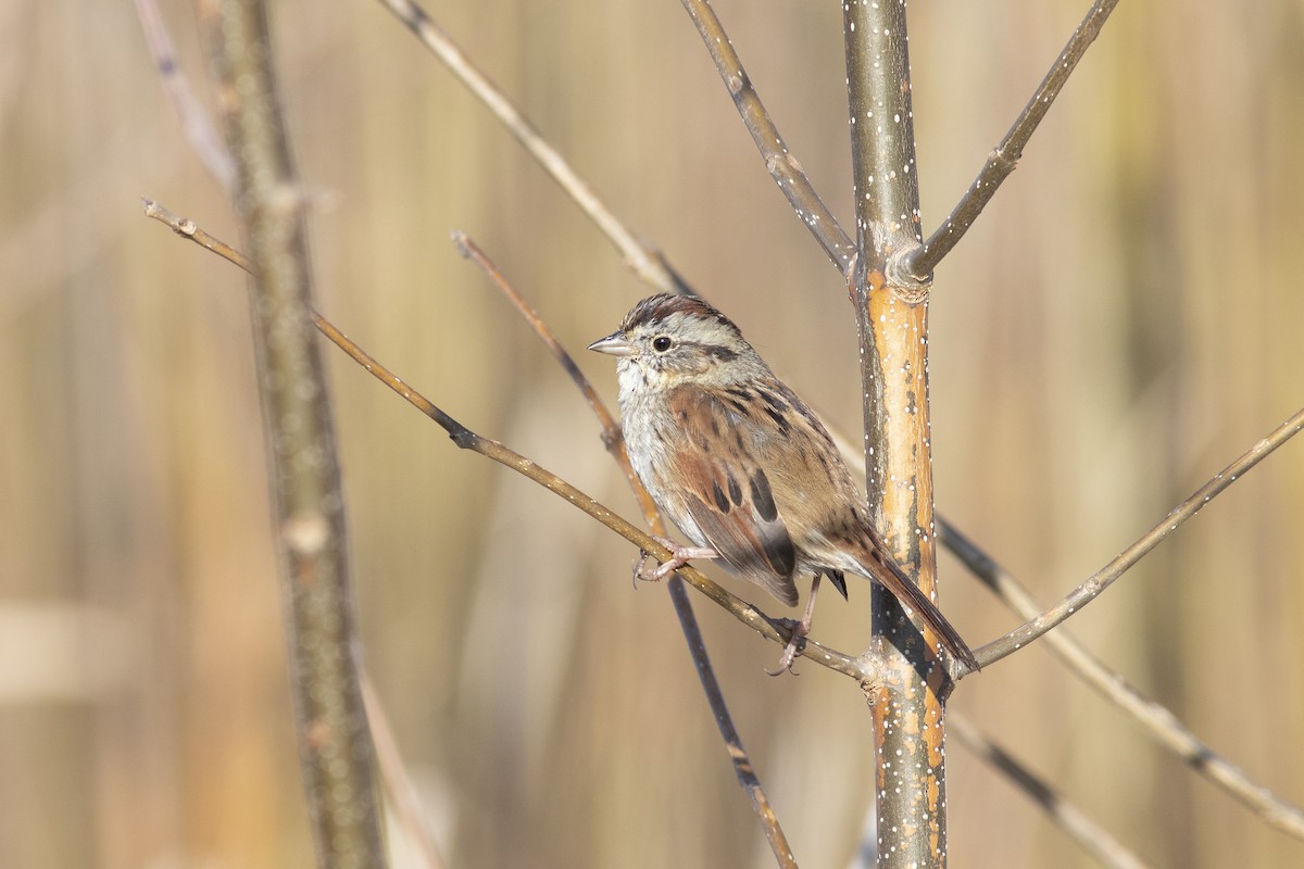 Swamp Sparrow - ML575965301