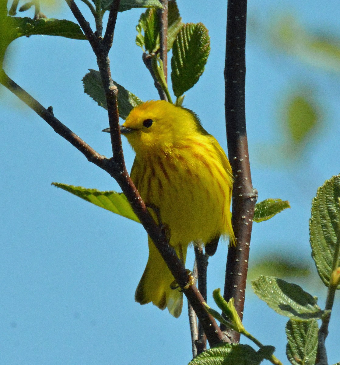 Yellow Warbler (Northern) - ML575965591