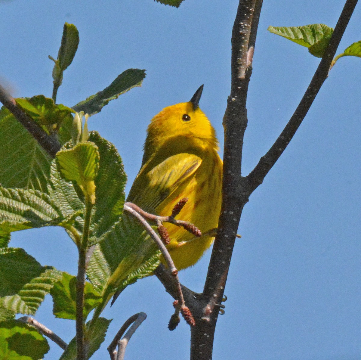 Yellow Warbler (Northern) - ML575965601