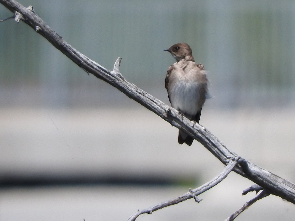 Northern Rough-winged Swallow - Scott Gibson