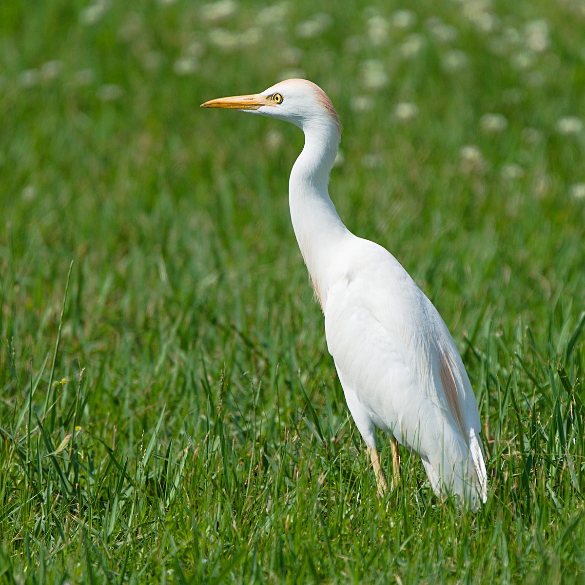 ebird-checklist-22-may-2023-industrial-road-pascagoula-4-species