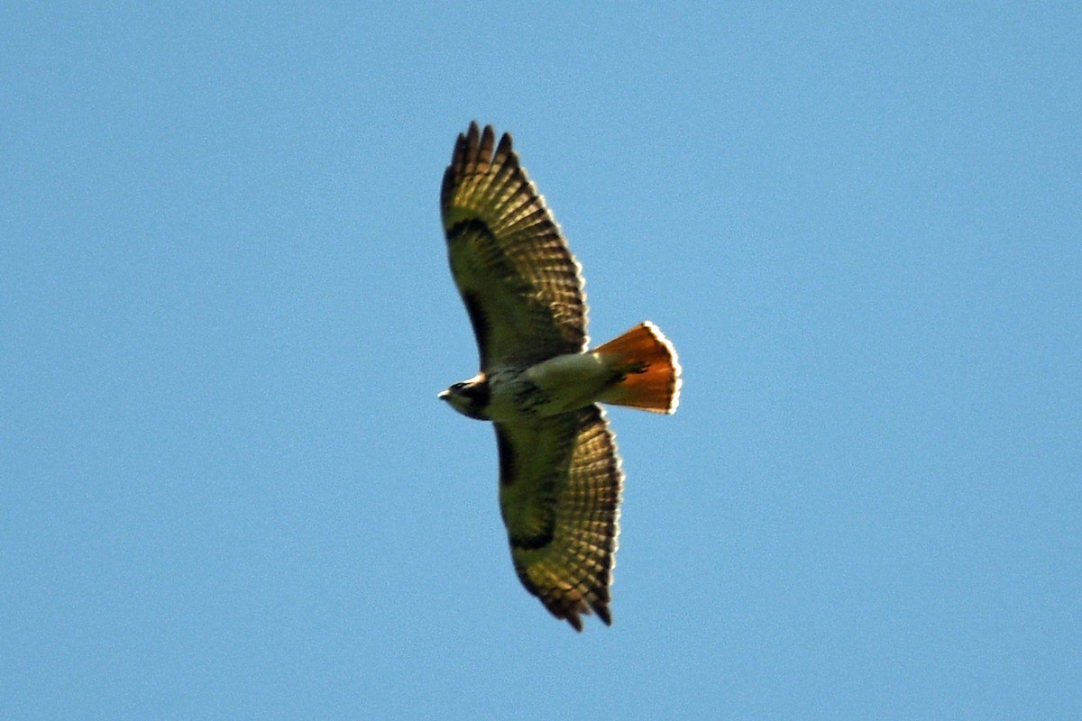 Red-tailed Hawk - Timothy Carstens