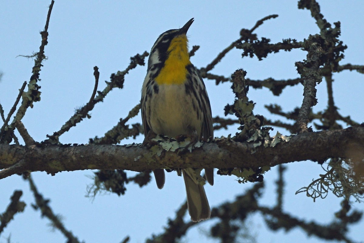 Yellow-throated Warbler - ML575974791
