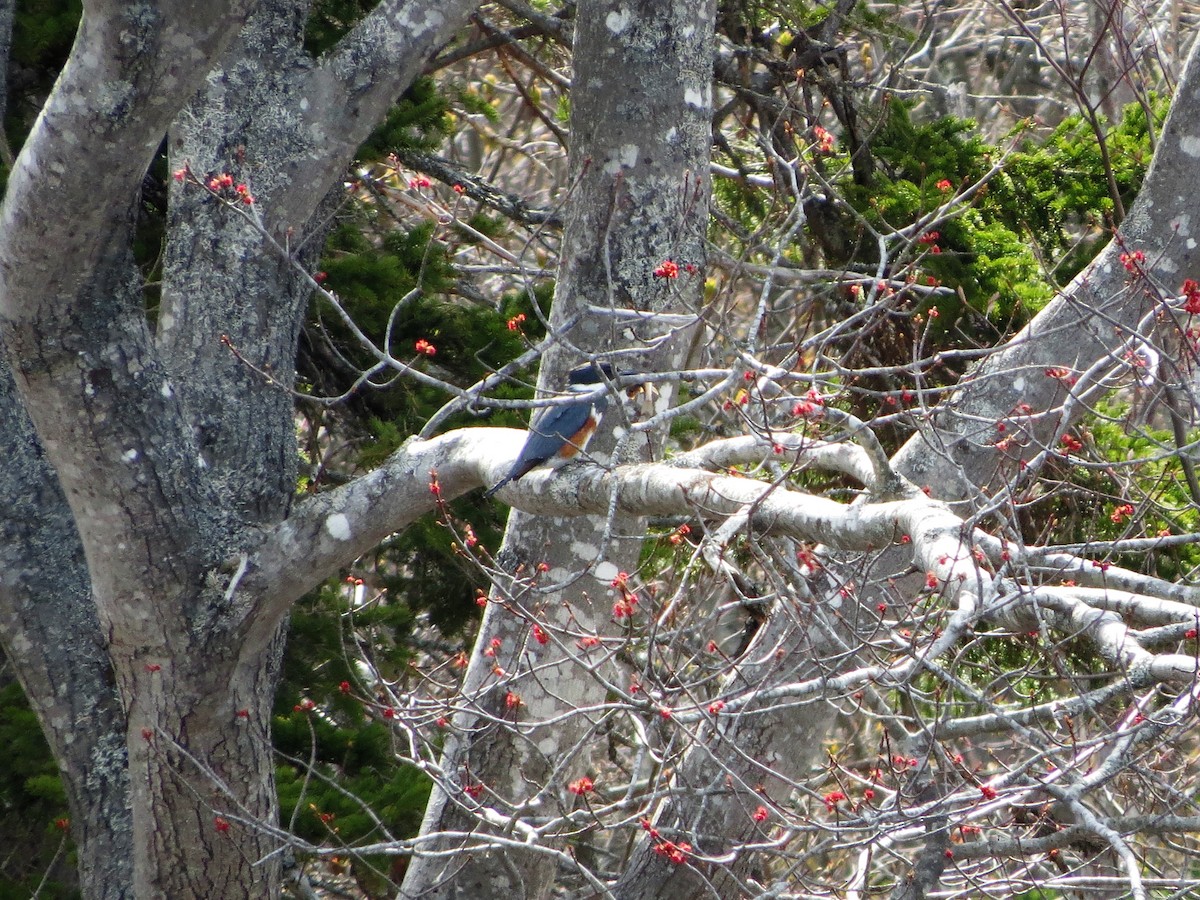 Belted Kingfisher - ML575980141