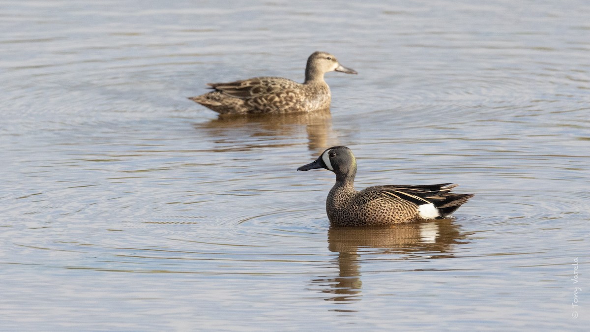 Blue-winged Teal - ML575982041