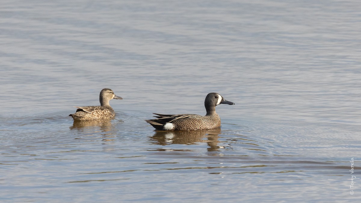 Blue-winged Teal - ML575982051