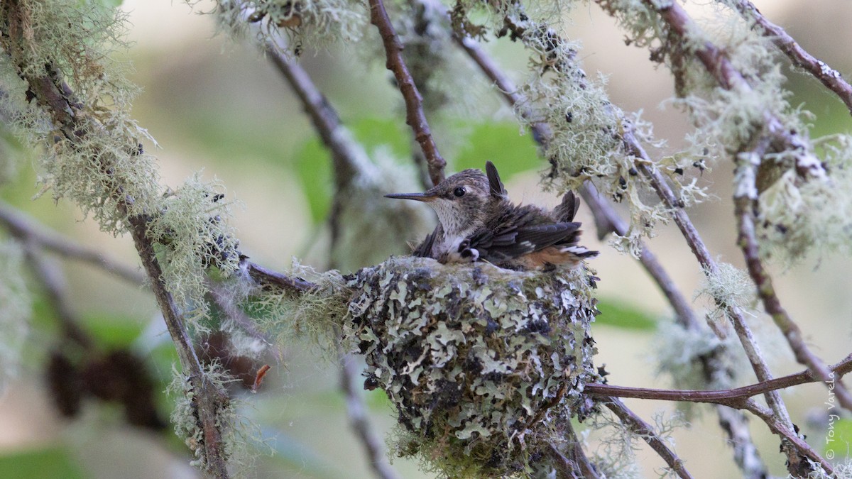 Rufous Hummingbird - ML575983631