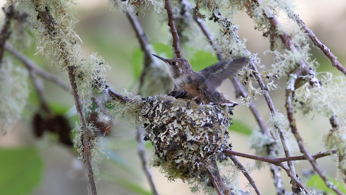 Rufous Hummingbird - ML575983641