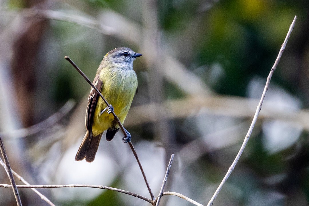 Yellow-crowned Tyrannulet - ML575983951