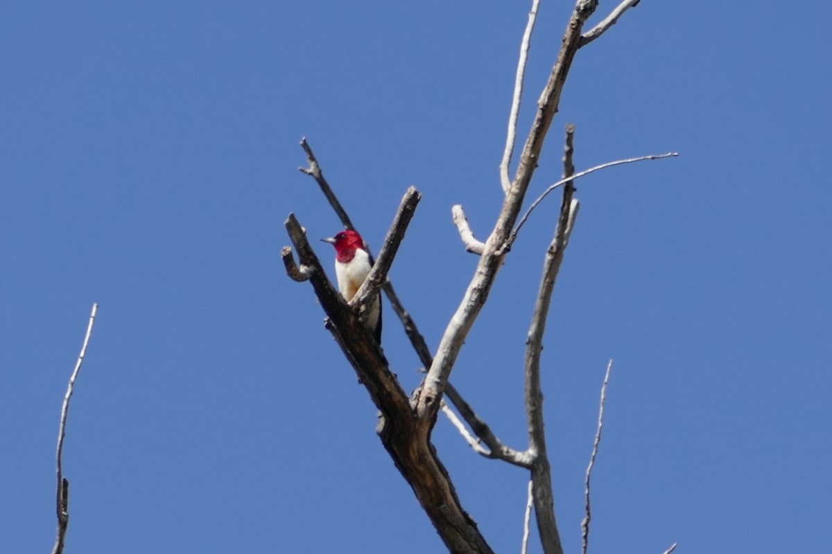 Red-headed Woodpecker - ML57598461