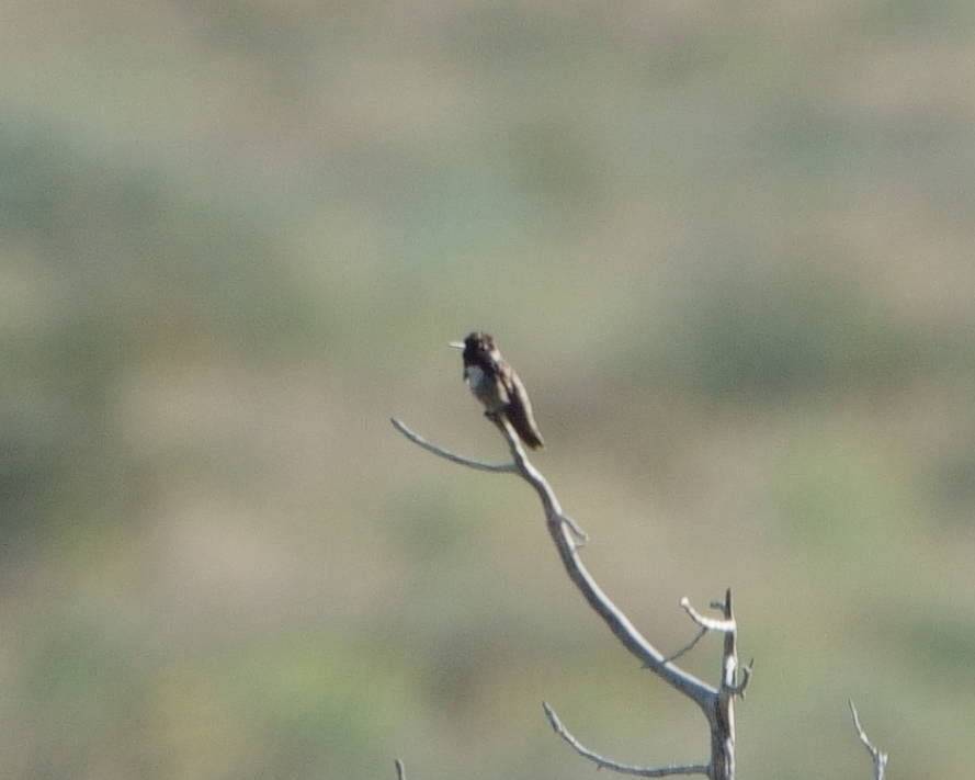 Costa's Hummingbird - ML575984801