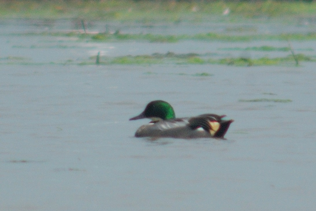 Falcated Duck - Supaporn Teamwong