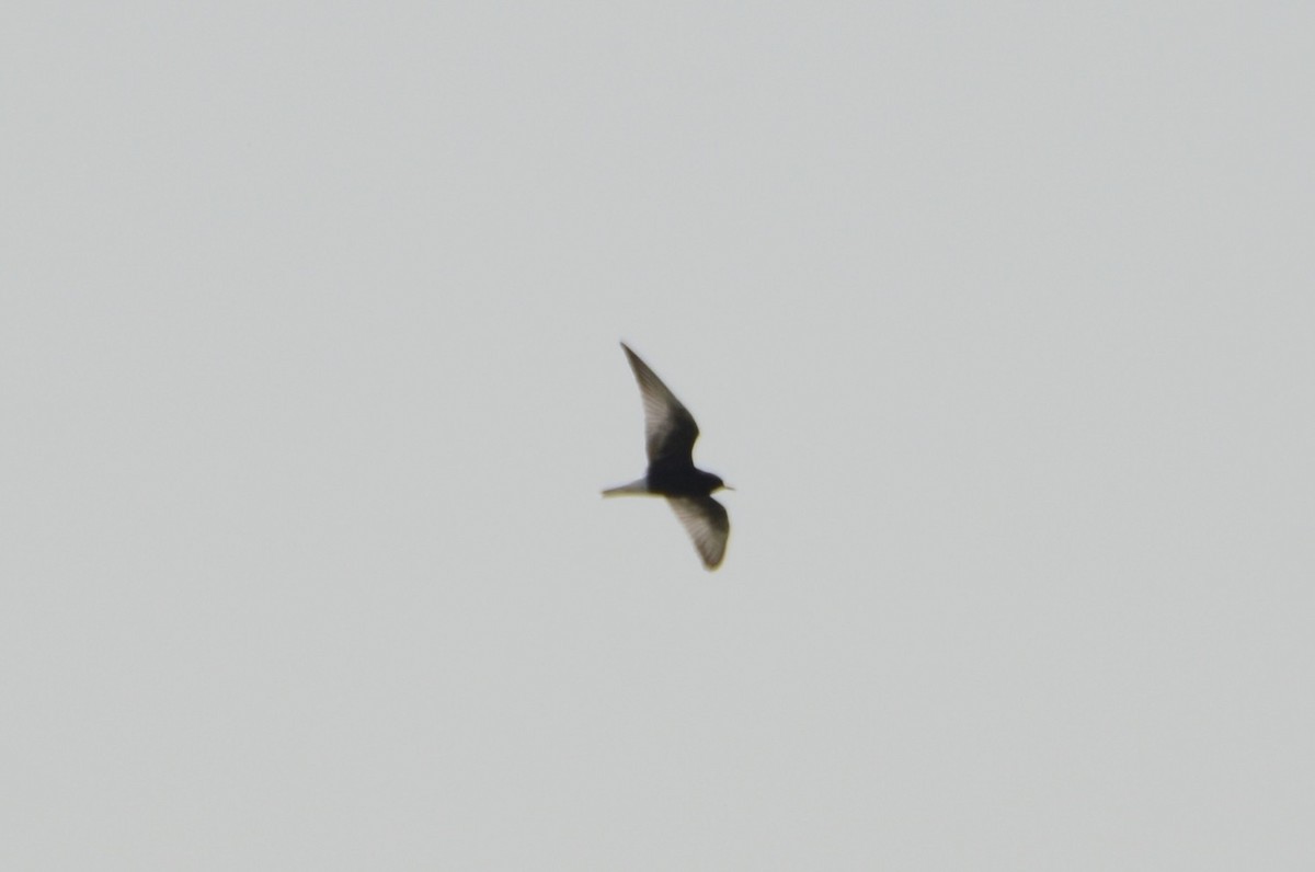 White-winged Tern - ML575991641