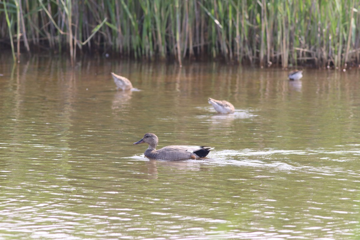 eBird Checklist - 22 May 2023 - Edwin B. Forsythe NWR (formerly Brig ...